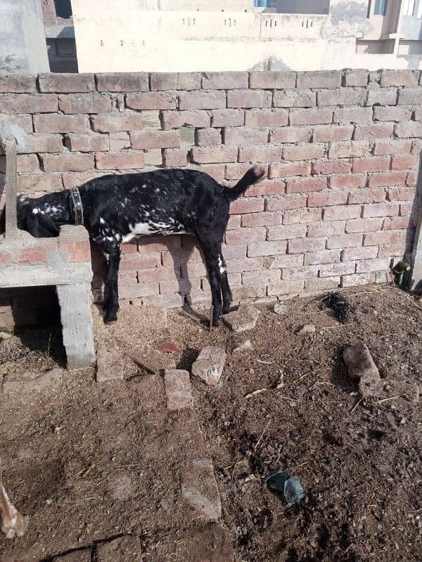 goat for sale in Lahore 3