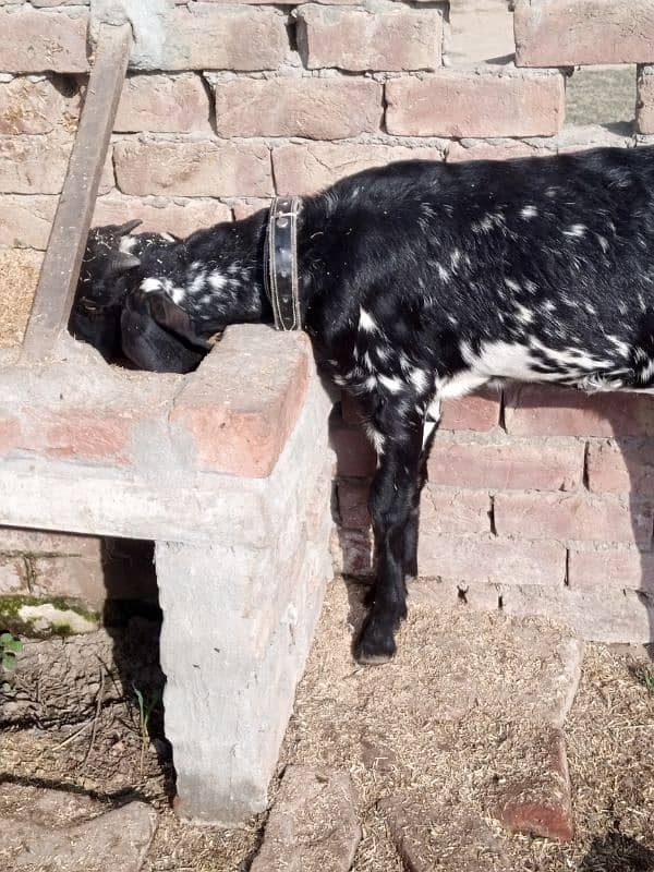 goat for sale in Lahore 4