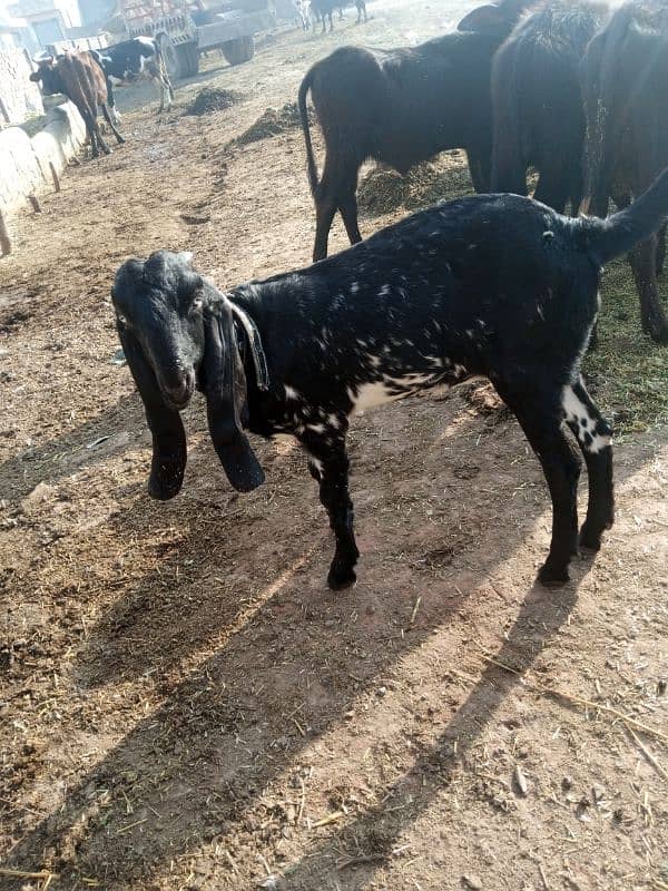 goat for sale in Lahore 5