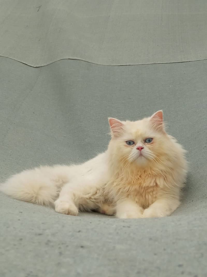 Male Persian Cat 0