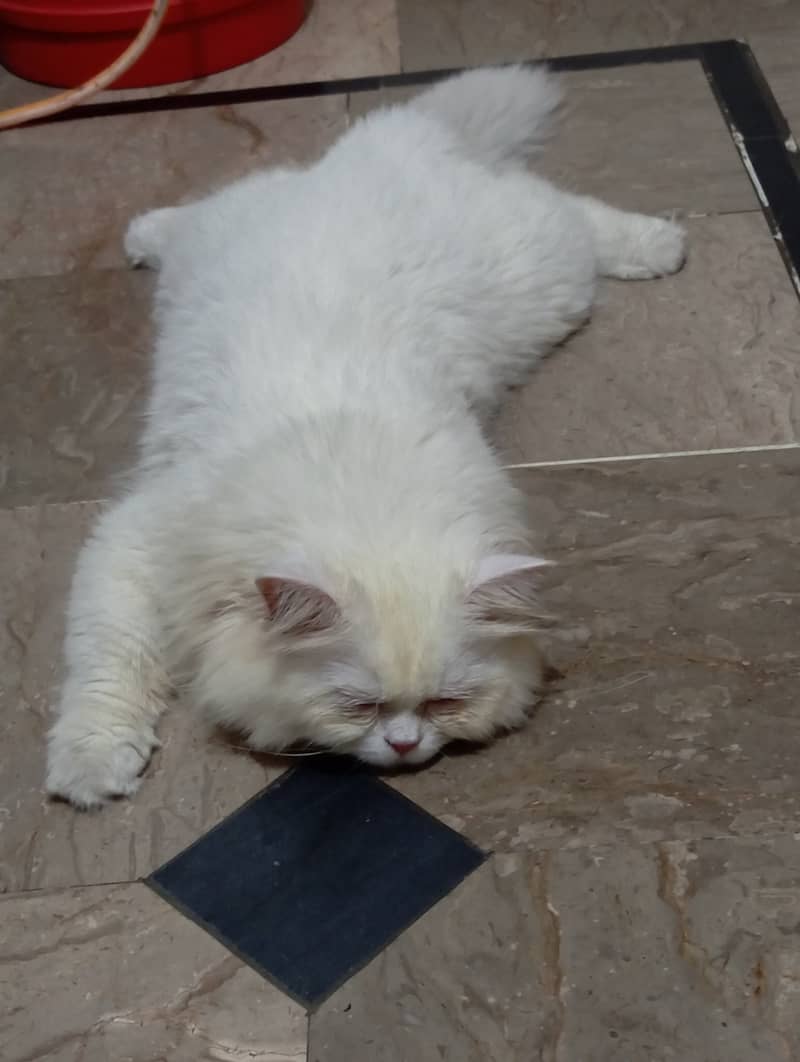 Male Persian Cat 1