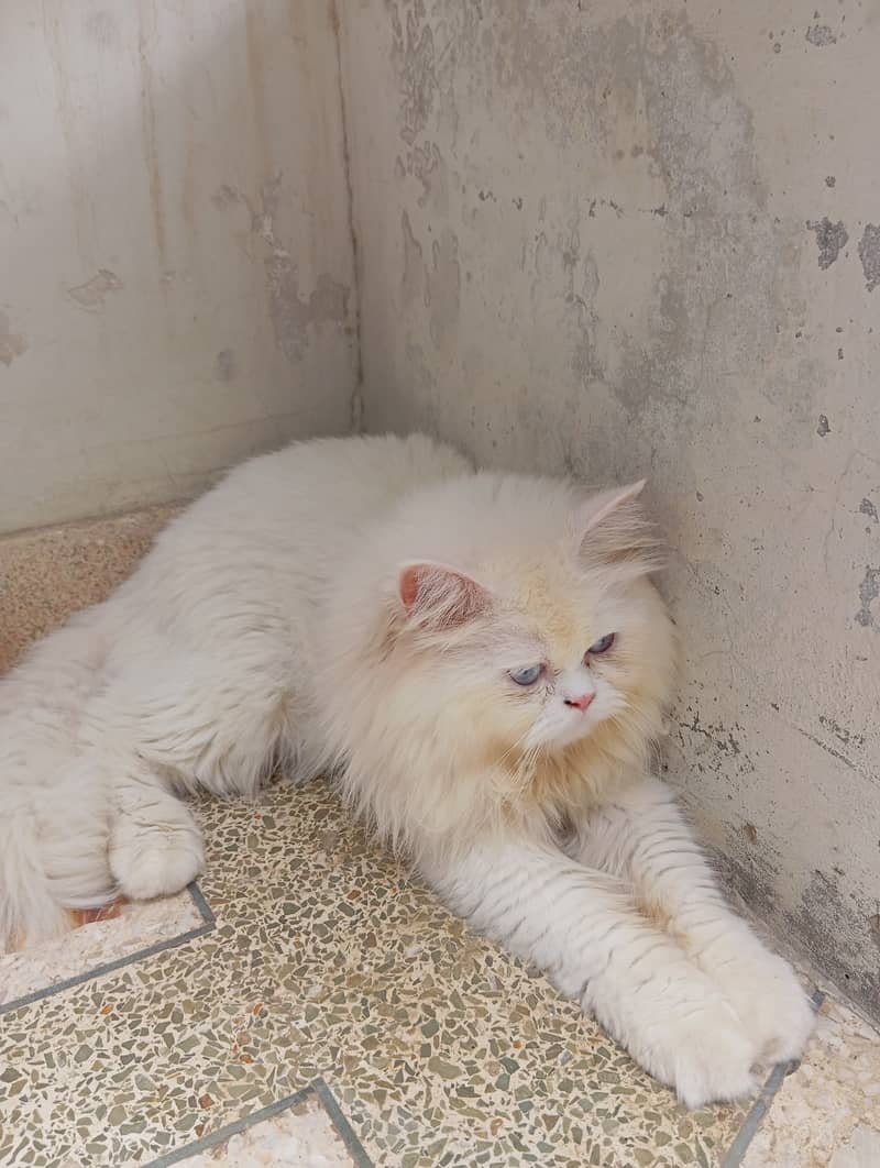 Male Persian Cat 2