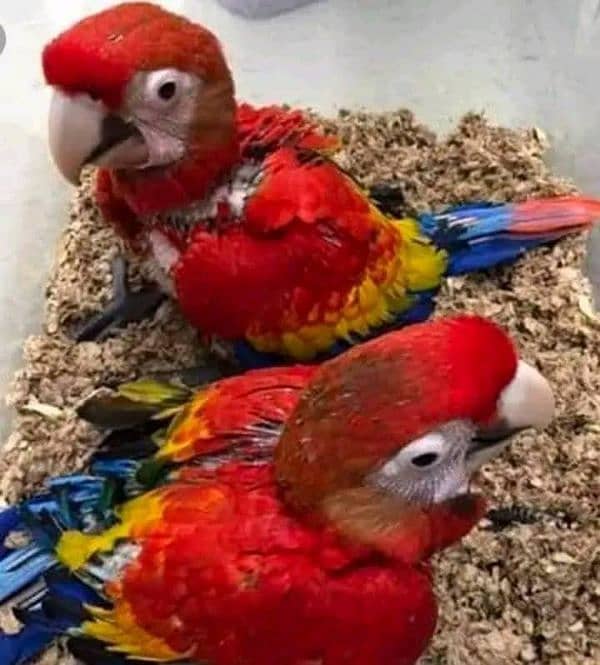 red macaw chicks 0