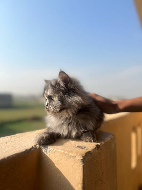 Persian female cat tripple coted (sami punch face) 1