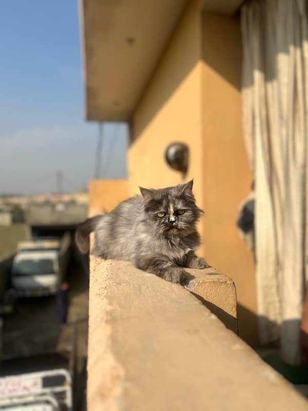 Persian female cat tripple coted (sami punch face) 5