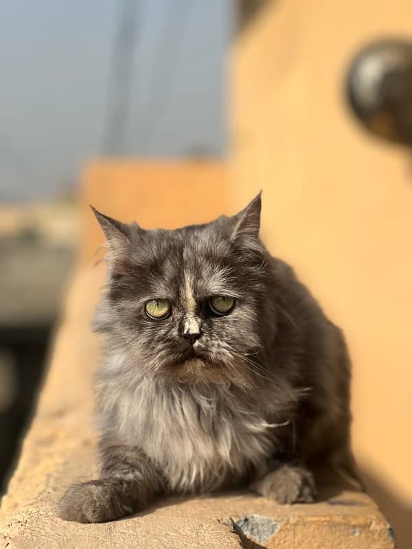 Persian female cat tripple coted (sami punch face) 6