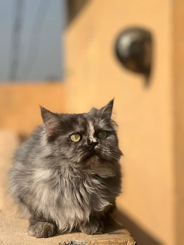 Persian female cat tripple coted (sami punch face) 7