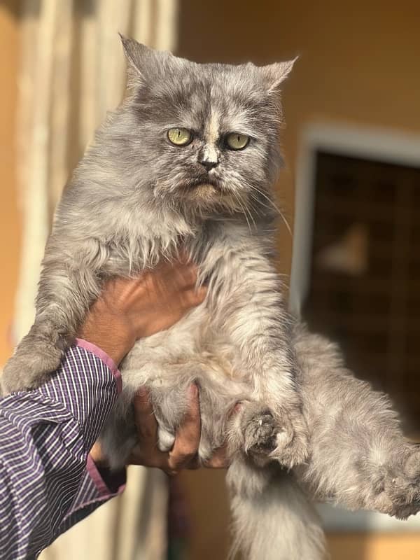 Persian female cat tripple coted (sami punch face) 2