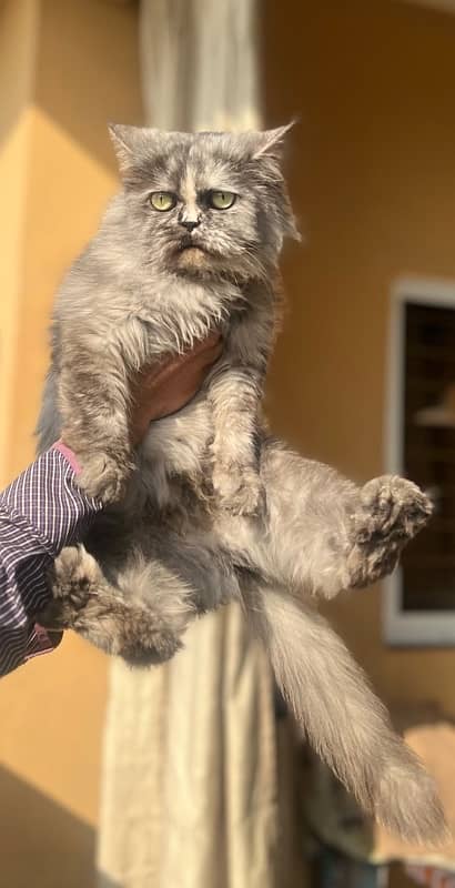 Persian female cat tripple coted (sami punch face) 4