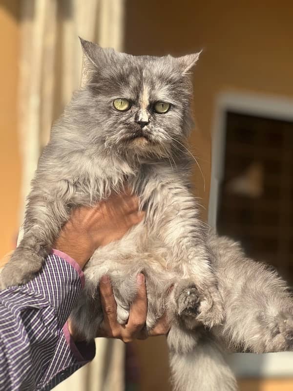 Persian female cat tripple coted (sami punch face) 8