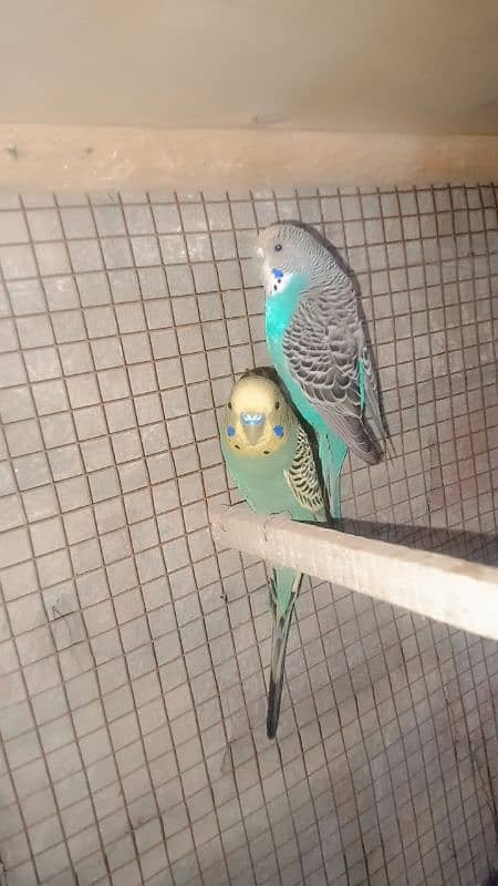 Australian parrots Ghar ke pallai hain healthy or active 1