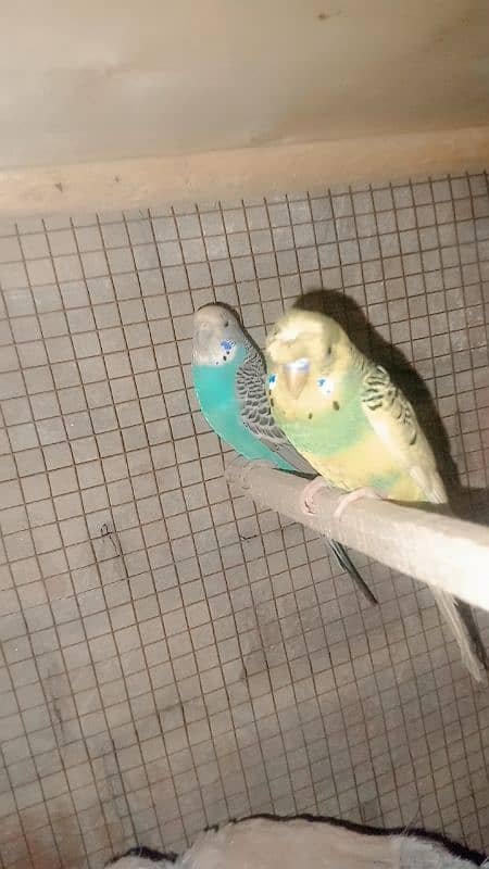 Australian parrots Ghar ke pallai hain healthy or active 2