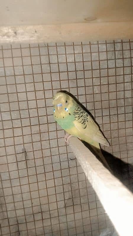 Australian parrots Ghar ke pallai hain healthy or active 4