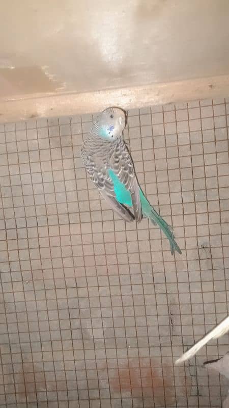 Australian parrots Ghar ke pallai hain healthy or active 5