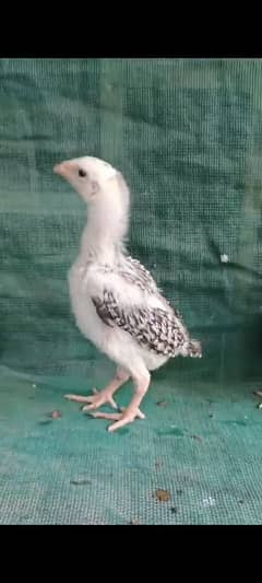 Java Shamo Chick / Pure  German Blood line / Shamoo / Aseel / Asel