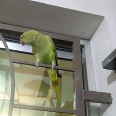 2 parrots urgent for sale with cage