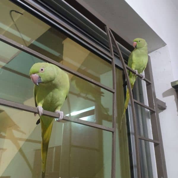 2 parrots urgent for sale with cage 1