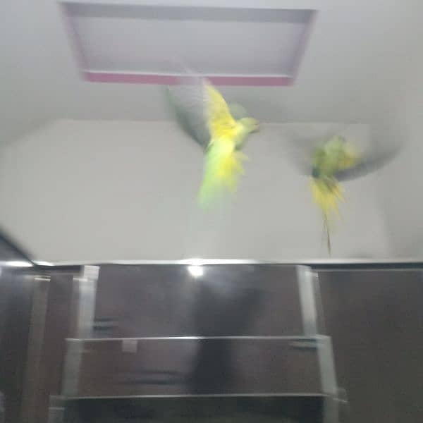 2 parrots urgent for sale with cage 3