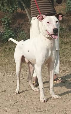 lappa gultair full security dog for sale