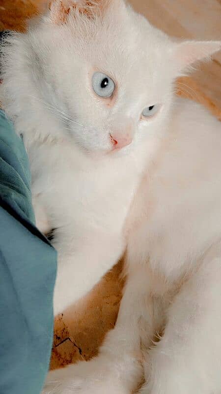 Persian double coated blue eyes female 0