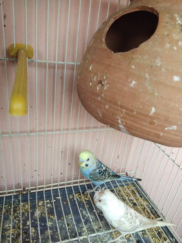 Australian parrot for sale 1 piece 300 2