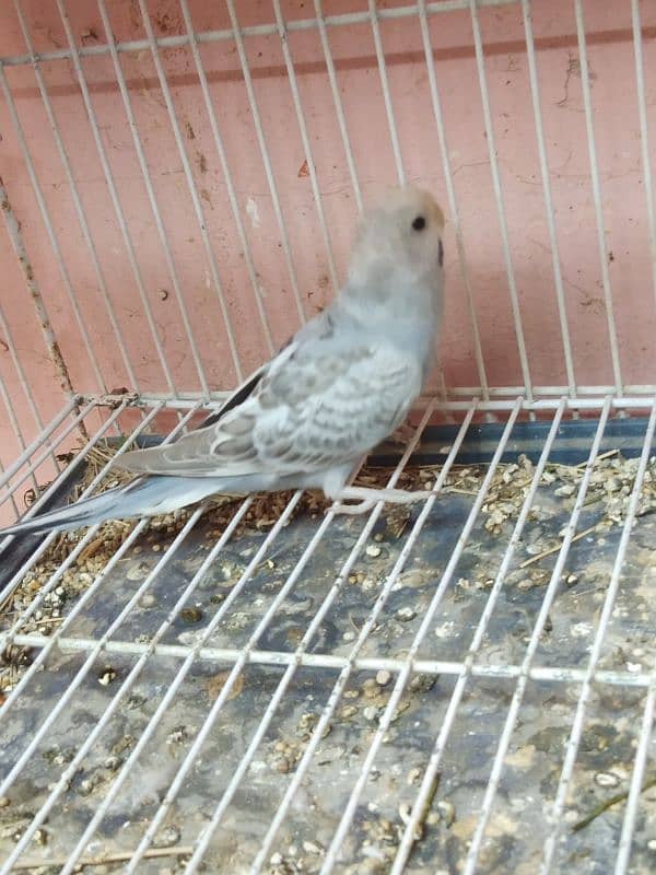 Australian parrot for sale 1 piece 300 3