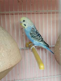 Australian parrot for sale 1 piece 300