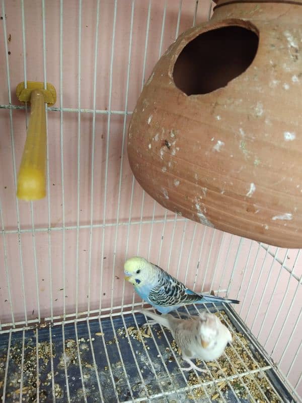 Australian parrot for sale 1 piece 300 4