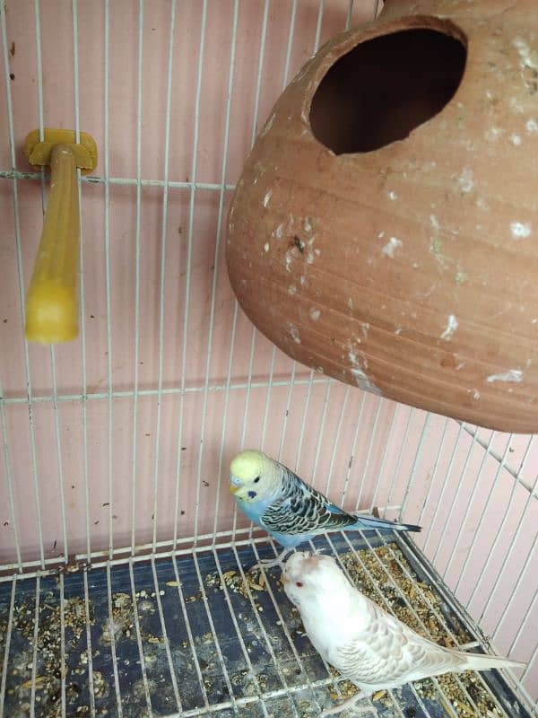 Australian parrot for sale 1 piece 300 5