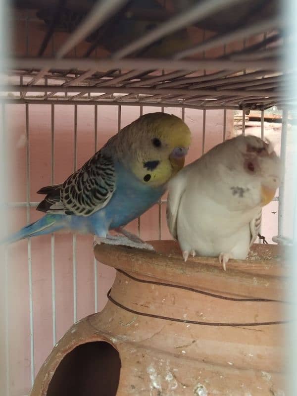 Australian parrot for sale 1 piece 300 6