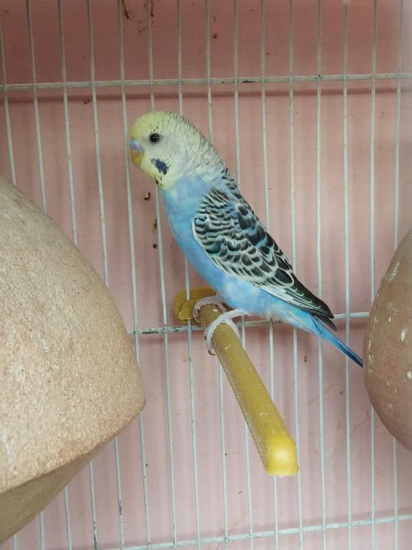 Australian parrot for sale 1 piece 300 7