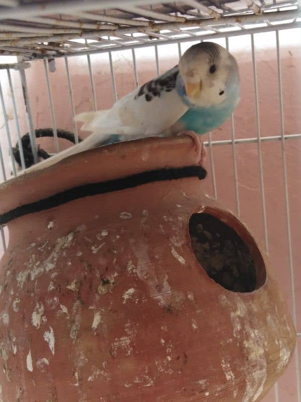 Australian parrot for sale 1 piece 300 1