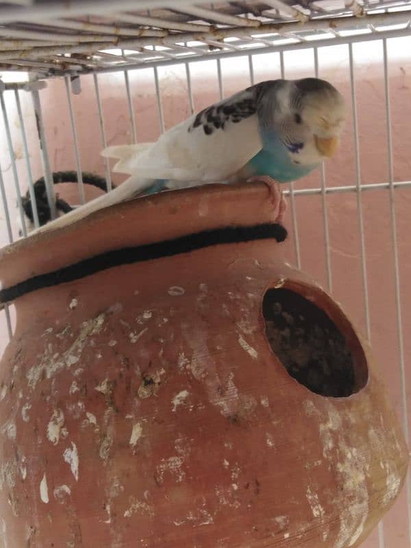 Australian parrot for sale 1 piece 300 8