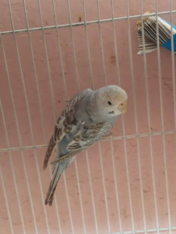 Australian parrot for sale 1 piece 300 9