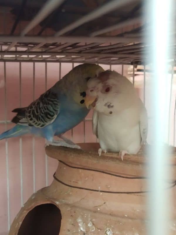 Australian parrot for sale 1 piece 300 10