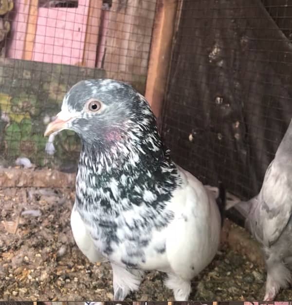 pigeon for sale 1