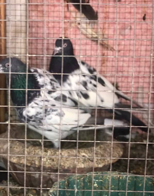 pigeon for sale 2