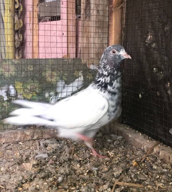 pigeon for sale 3