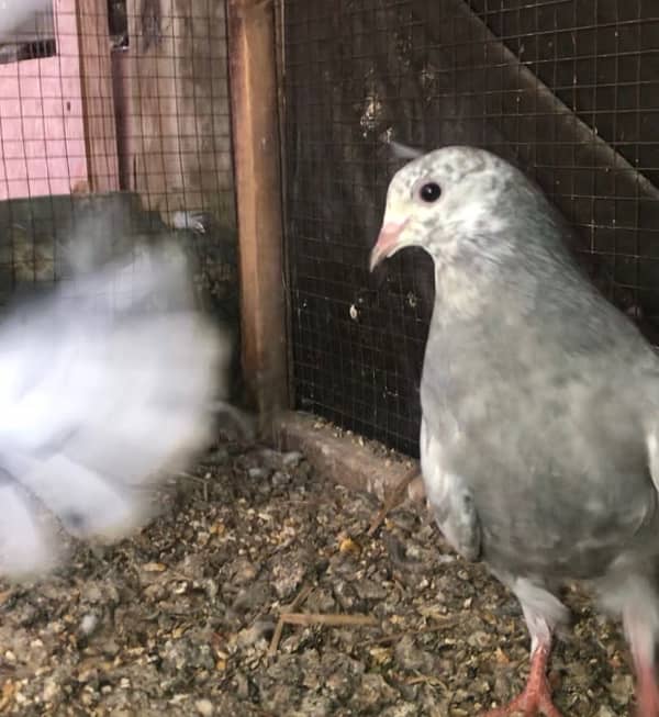 pigeon for sale 4