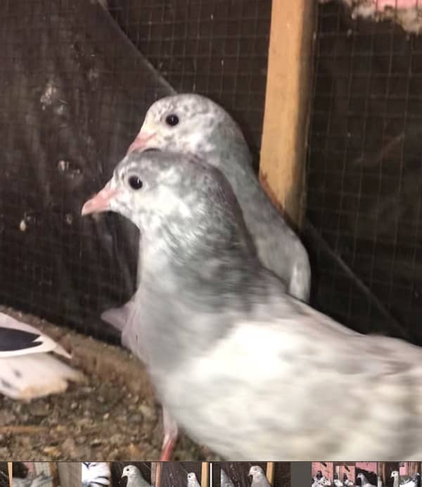 pigeon for sale 5