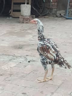 pure Miya wali aseel murgi for sale 03230436004