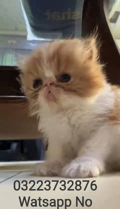 Persian Cat 3riple Coated= Watsapp. 03274706406