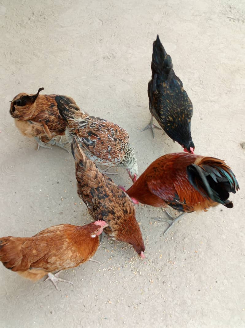 6 hens and one murga desi anday de rahi han good health 1