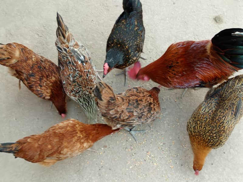 6 hens and one murga desi anday de rahi han good health 2