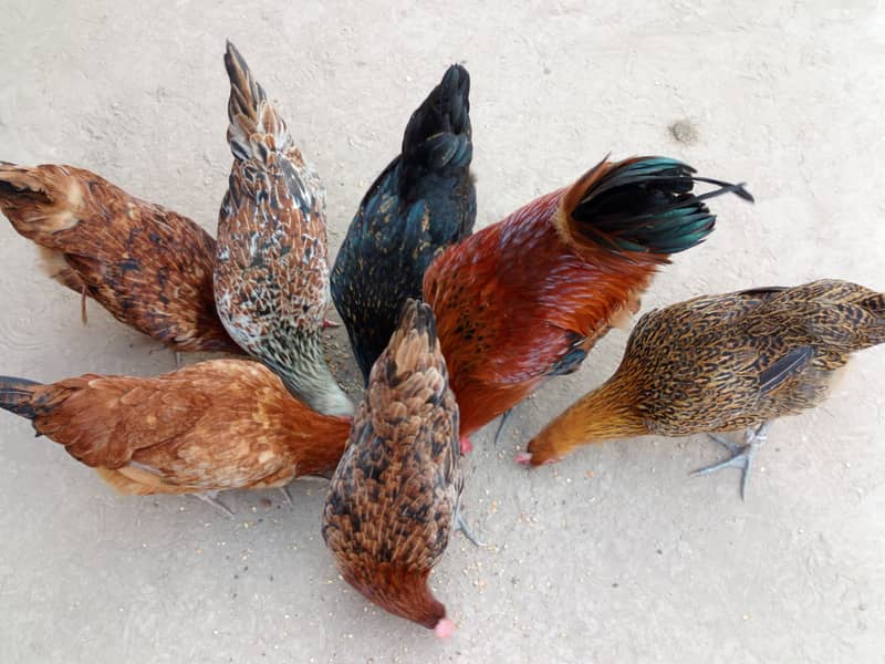 6 hens and one murga desi anday de rahi han good health 5