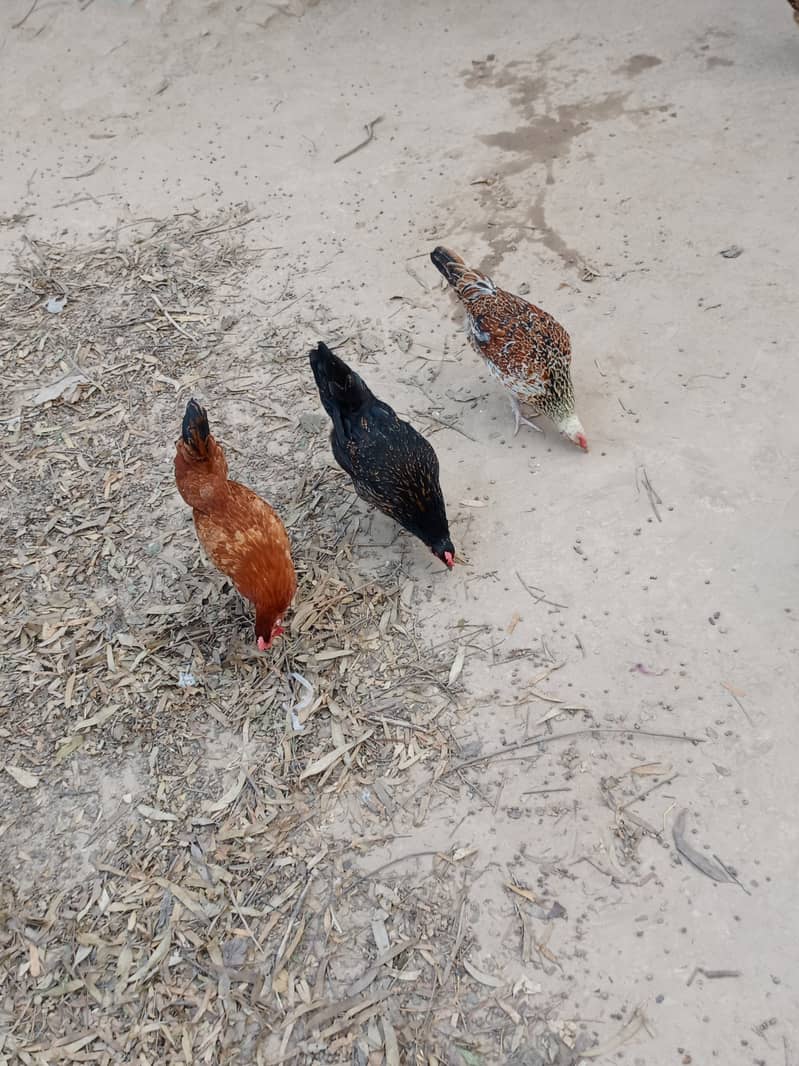 6 hens and one murga desi anday de rahi han good health 10