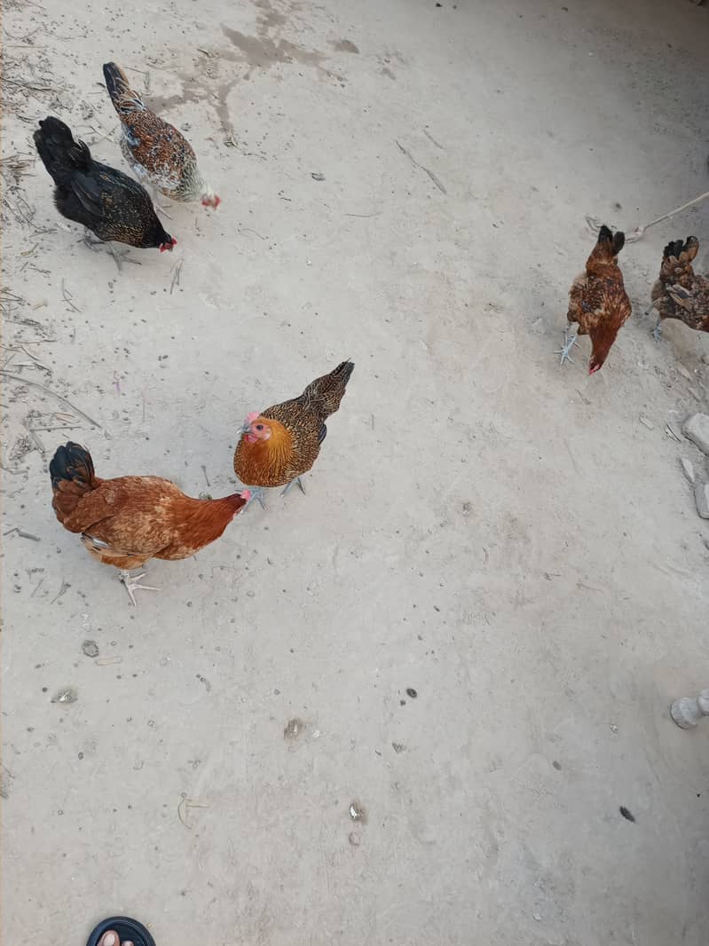 6 hens and one murga desi anday de rahi han good health 11