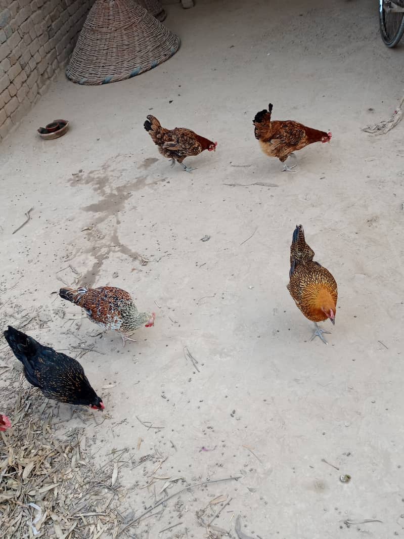 6 hens and one murga desi anday de rahi han good health 13