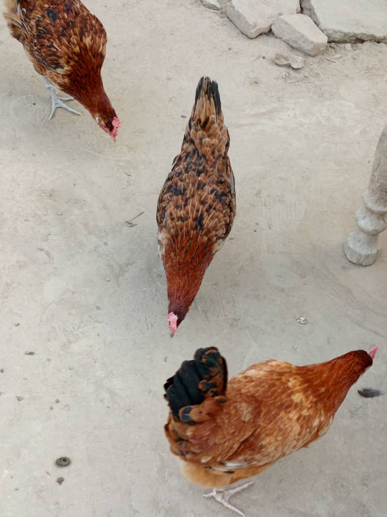 6 hens and one murga desi anday de rahi han good health 14