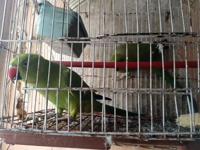 Ringneck Parrots 0